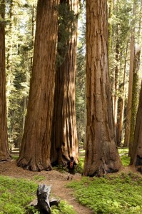 redwoods